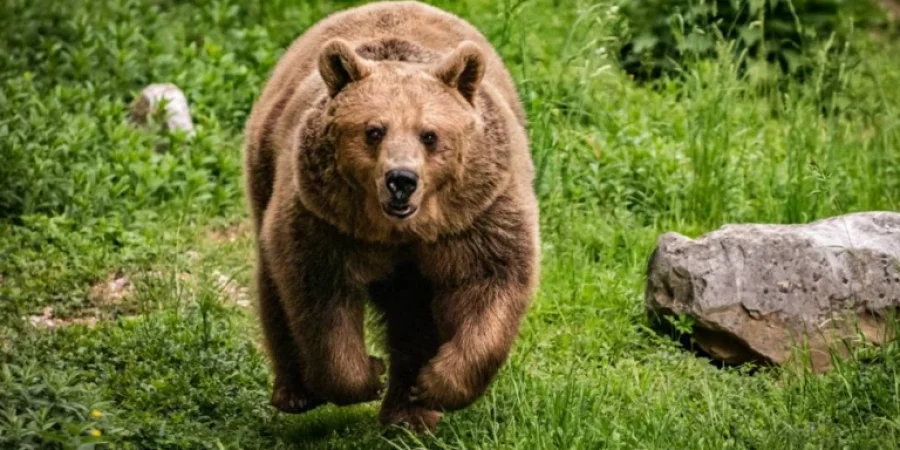 seguimiento de fauna